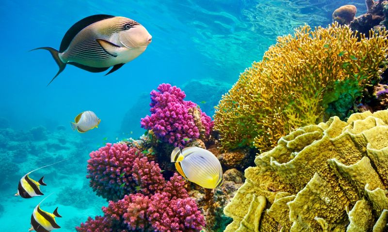 Vizyon Sharm El Sheikh Çöl ve Mercanların Keşfi Turu AJet Havayolları ile 3 Gece