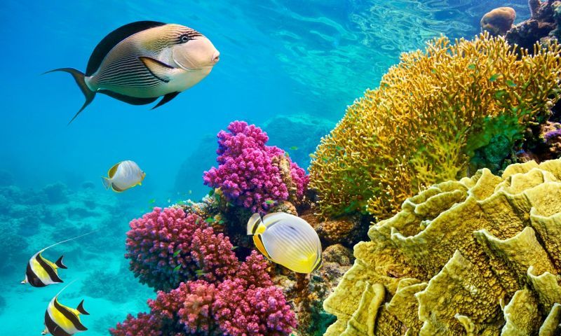 Vizyon Sharm El Sheikh – Kahire – Luxor – Petra Turu AJet Havayolları ile 7 Gece Konaklamalı